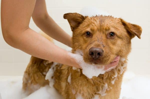 Dog Taking A Bath Dog in bathtub while owner washing it.