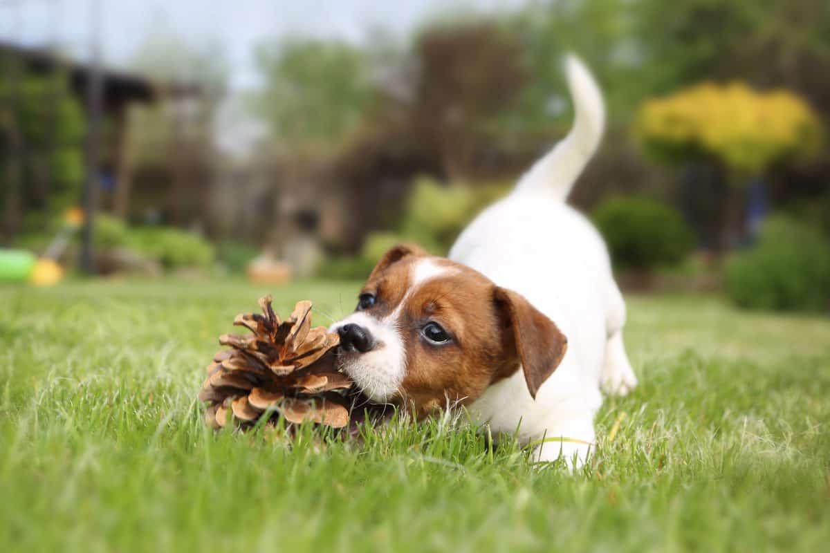 Puppy Socialization 101