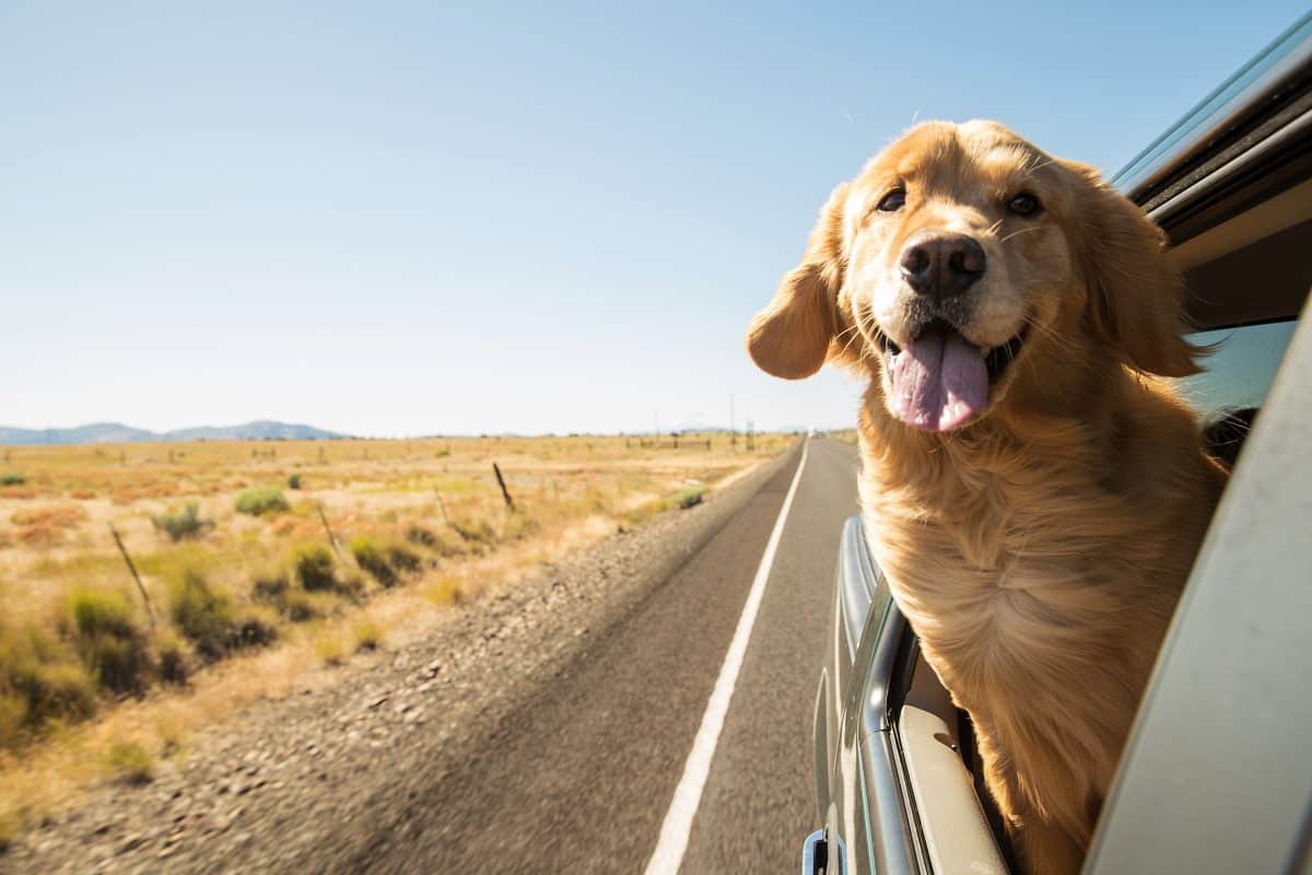dog car safety