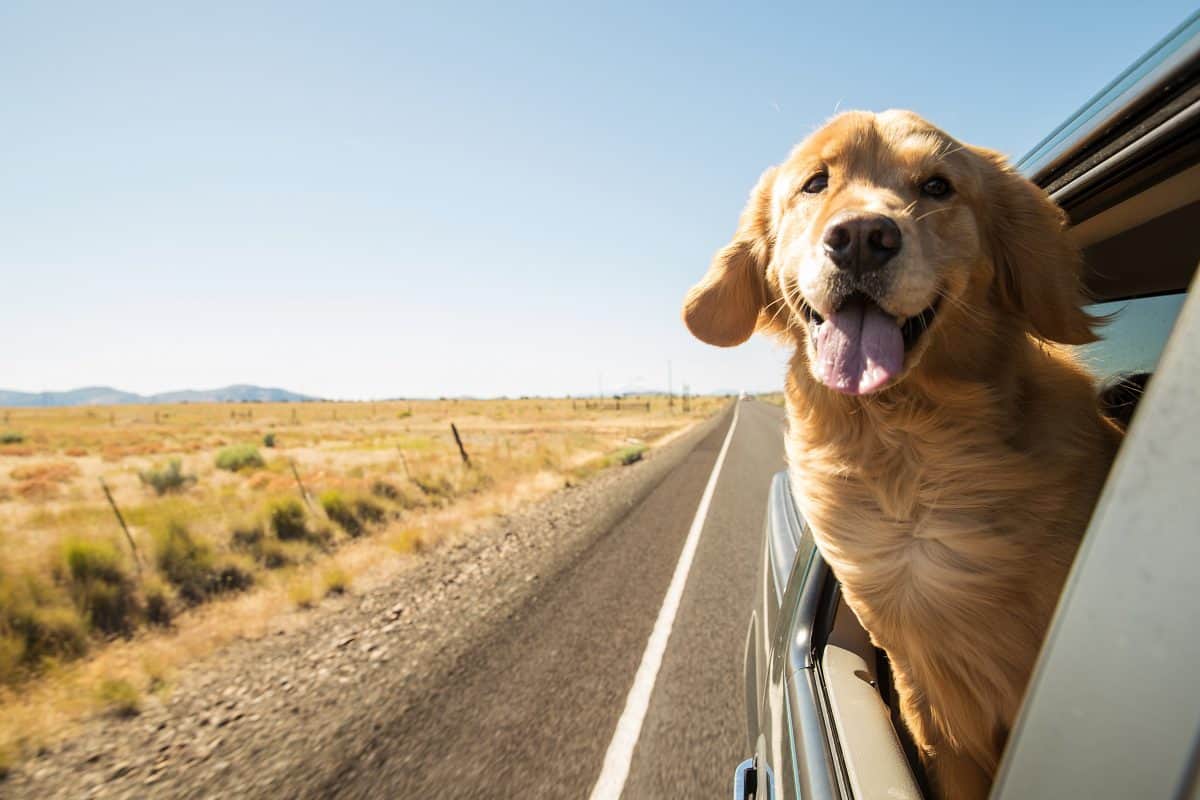 Dog Car Safety Tips The Academy of Pet Careers