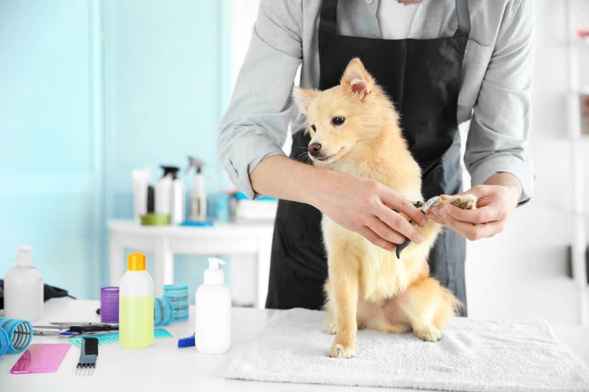 Do dog groomers need to be licensed?