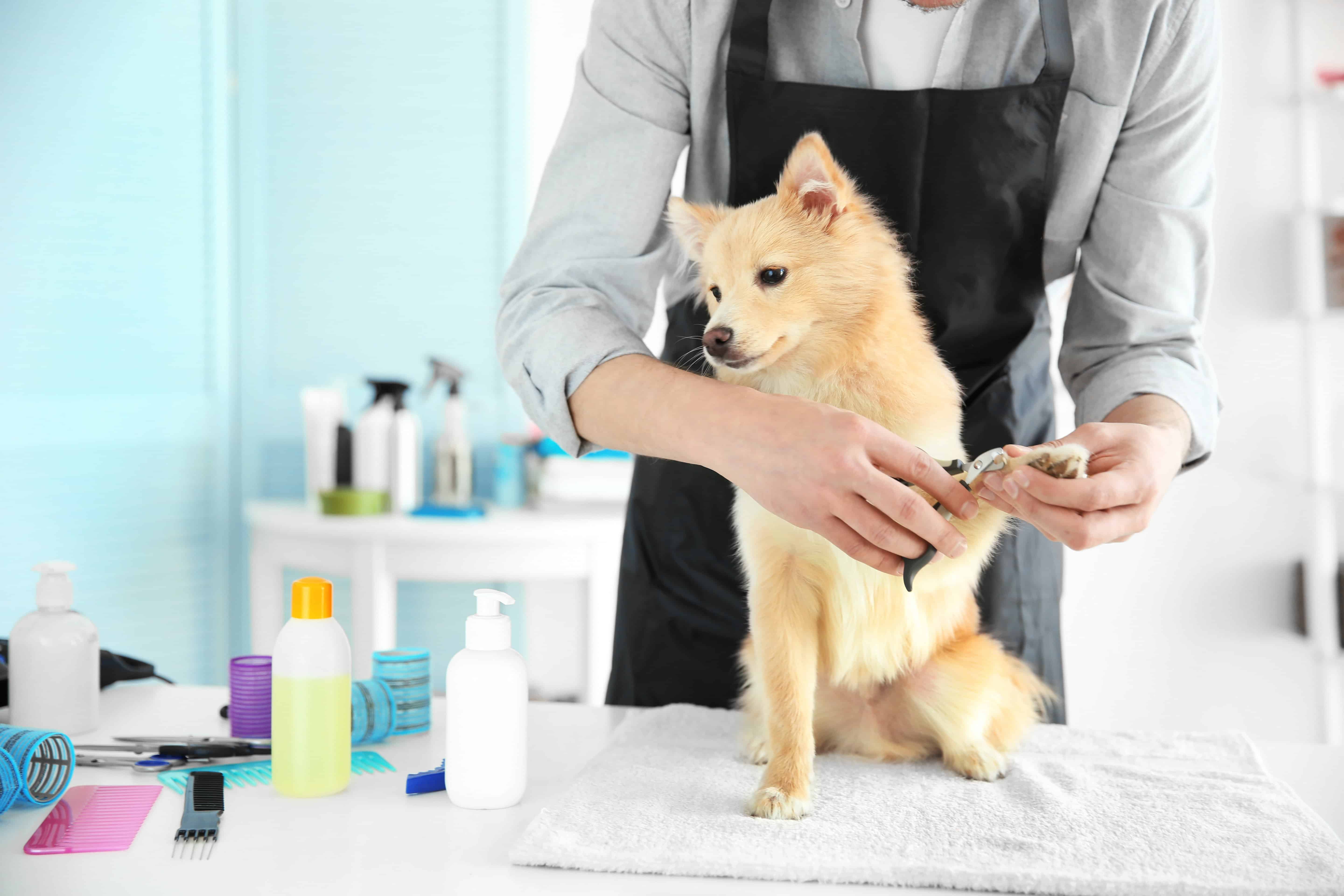 Best Dog Groomer Nearby of all time Learn more here 