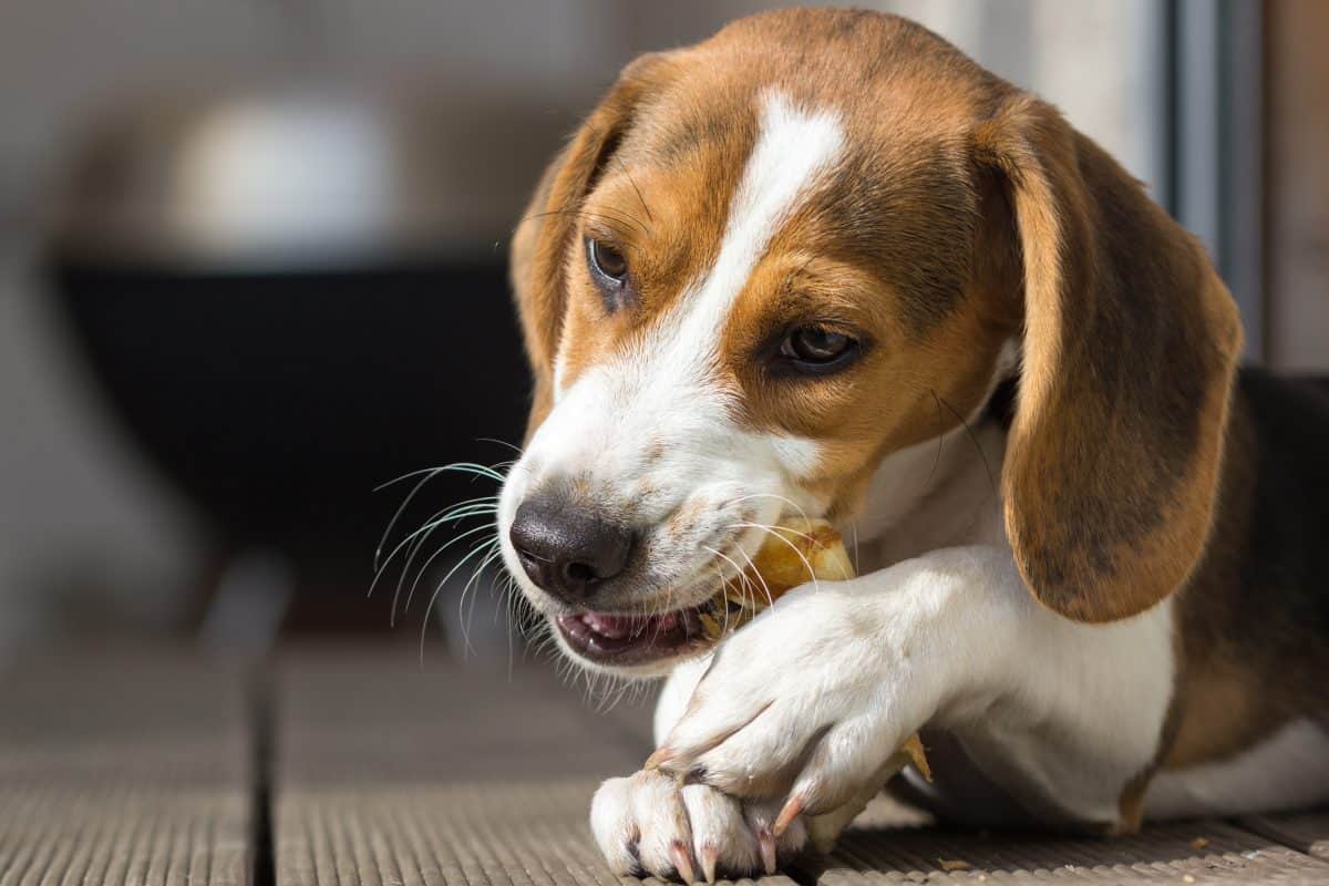 How to stop a dog from chewing