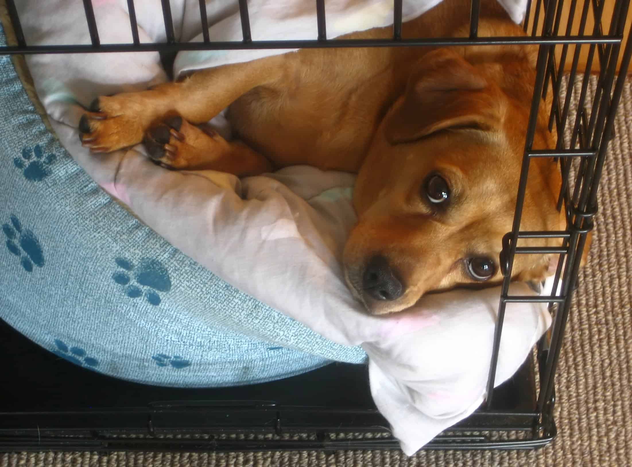 Making Your Dog's Crate Feel Like Home