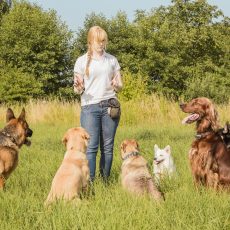 Dog Trainer Salary Revealed: How Much Can You Earn?