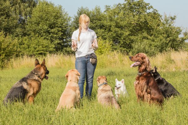 how much do dog trainers make?