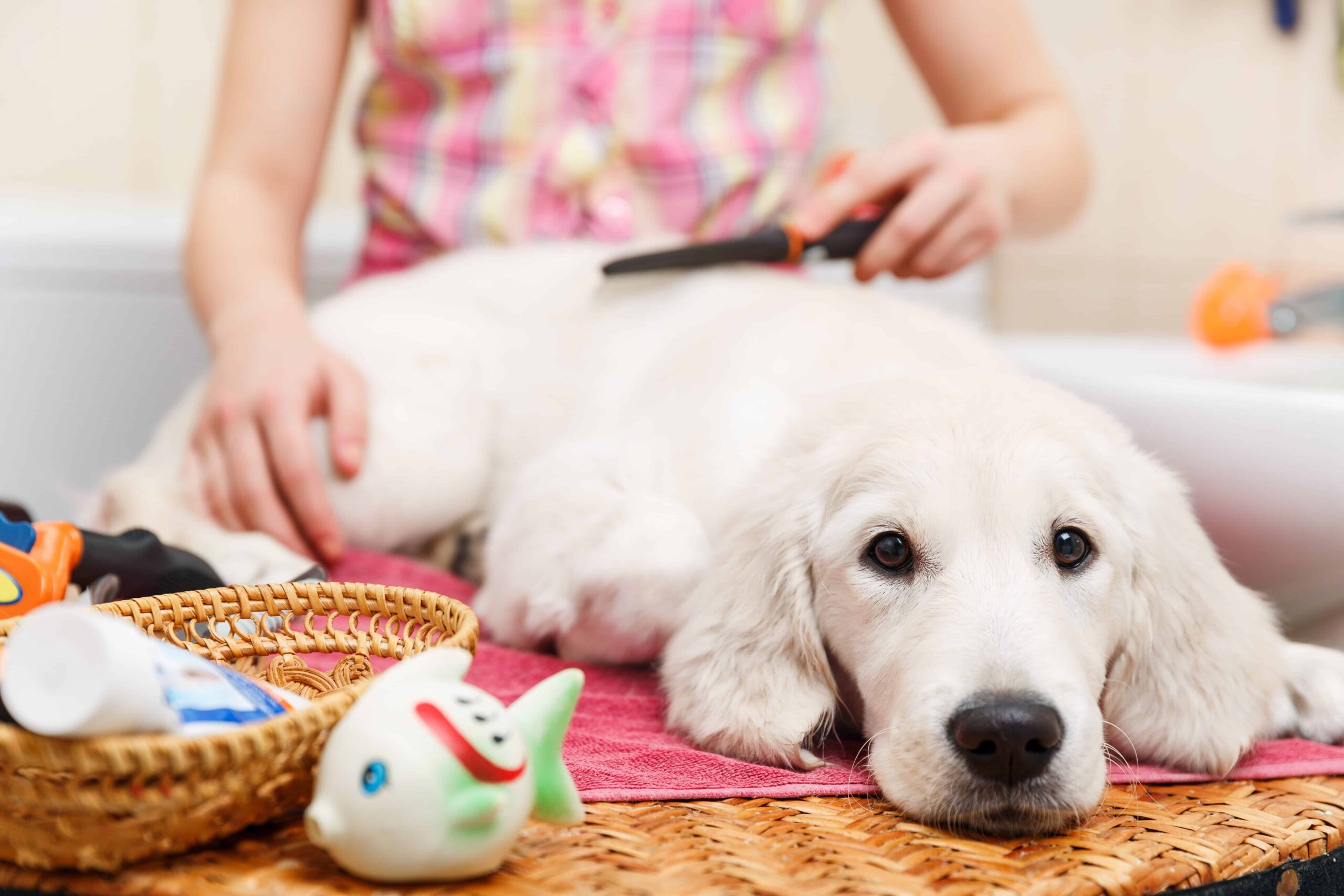 how much does a dog groomer earn a year