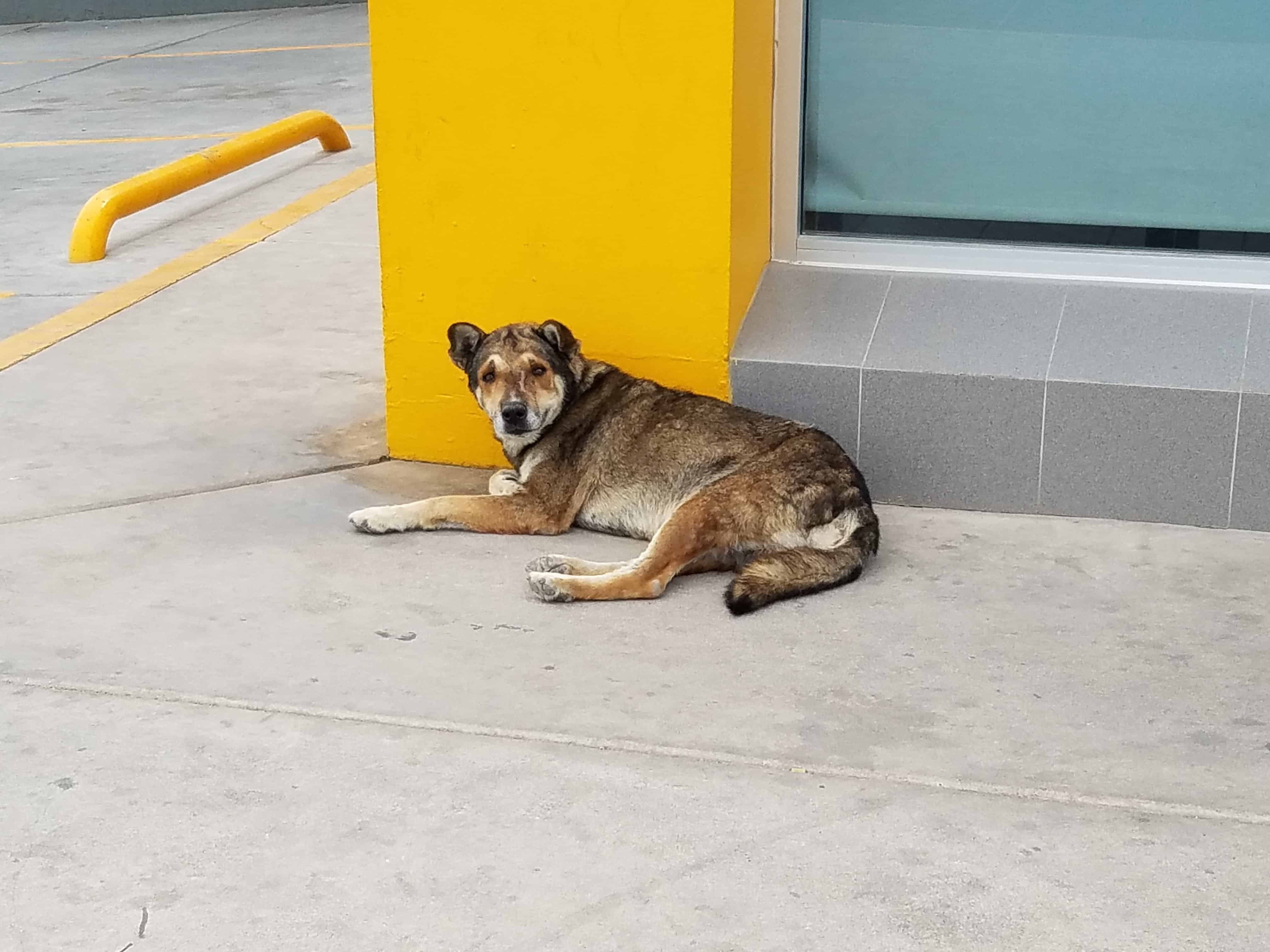 Street Dogs of Mexico 2