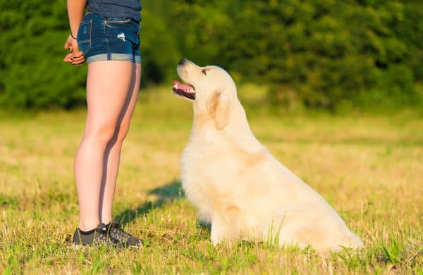 Golden retriever practicing sit with its professional dog trainer