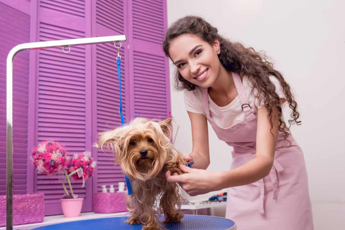 How To Become A Dog Groomer