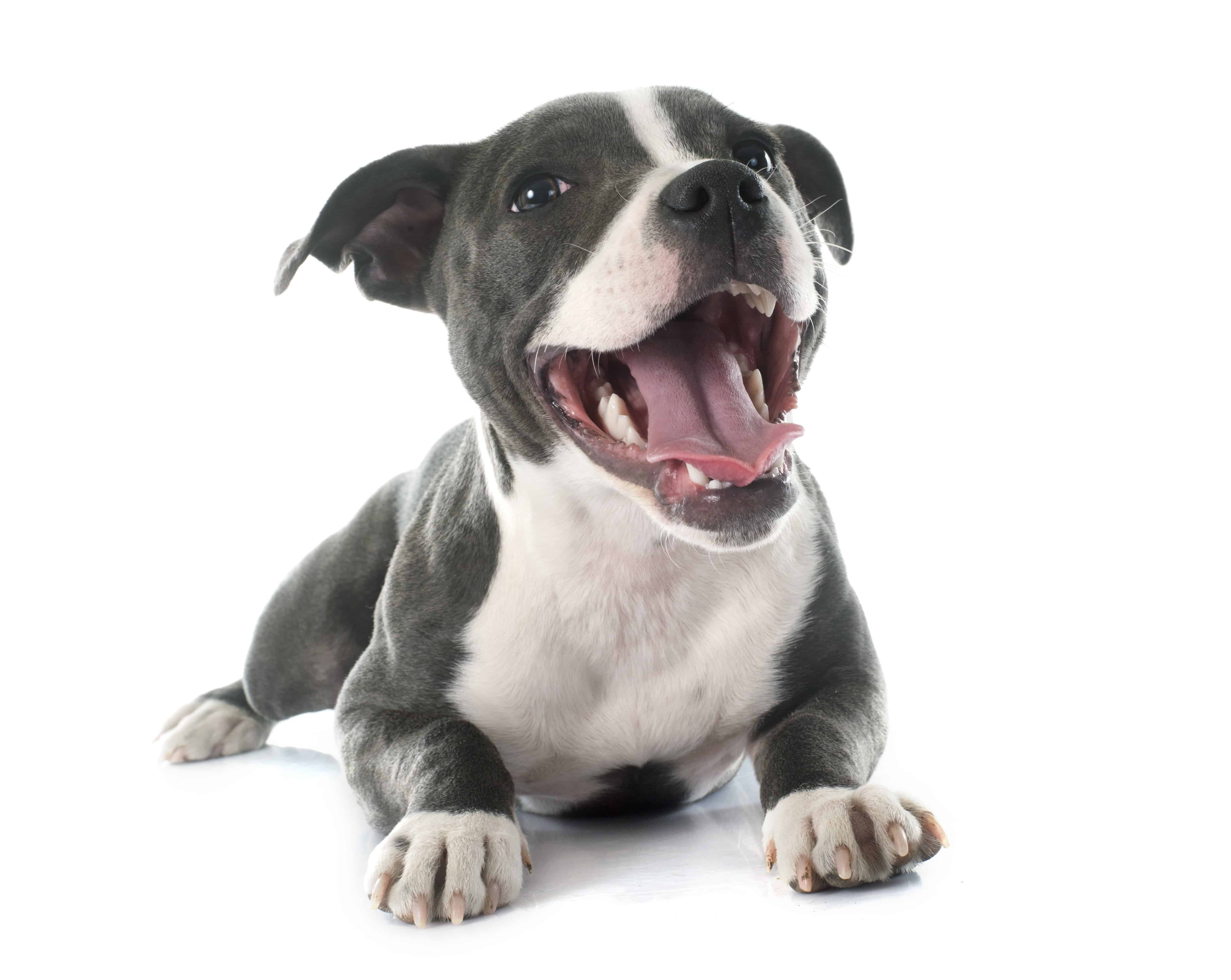Pet Empowerment Pledge Pet Empowerment Pledge