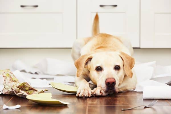 Animal Behavior School - The Academy of Pet Careers - Animal Behavior Programs Animal Behavior School - The Academy of Pet Careers - Animal Behavior Programs