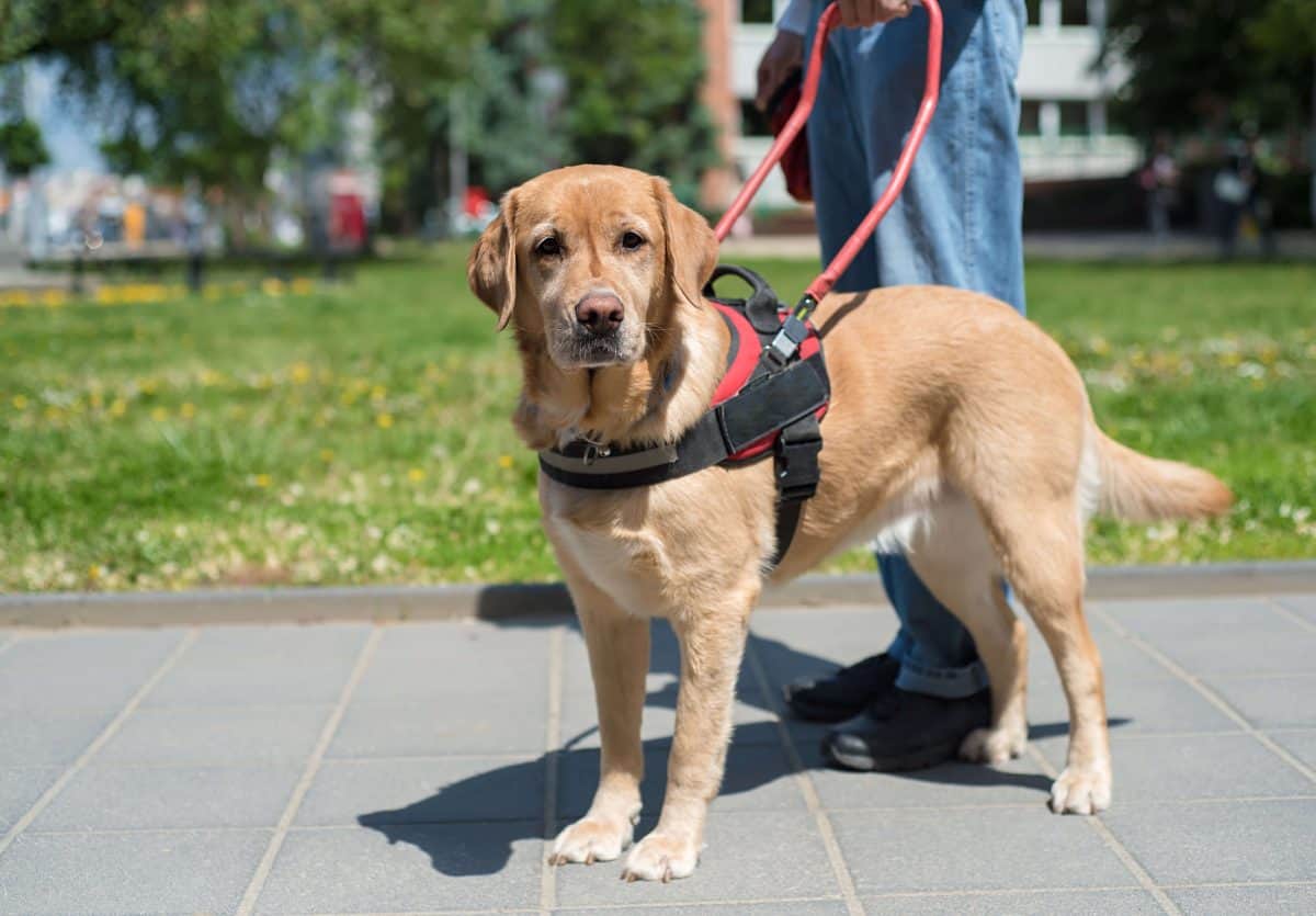 service dog trainer training