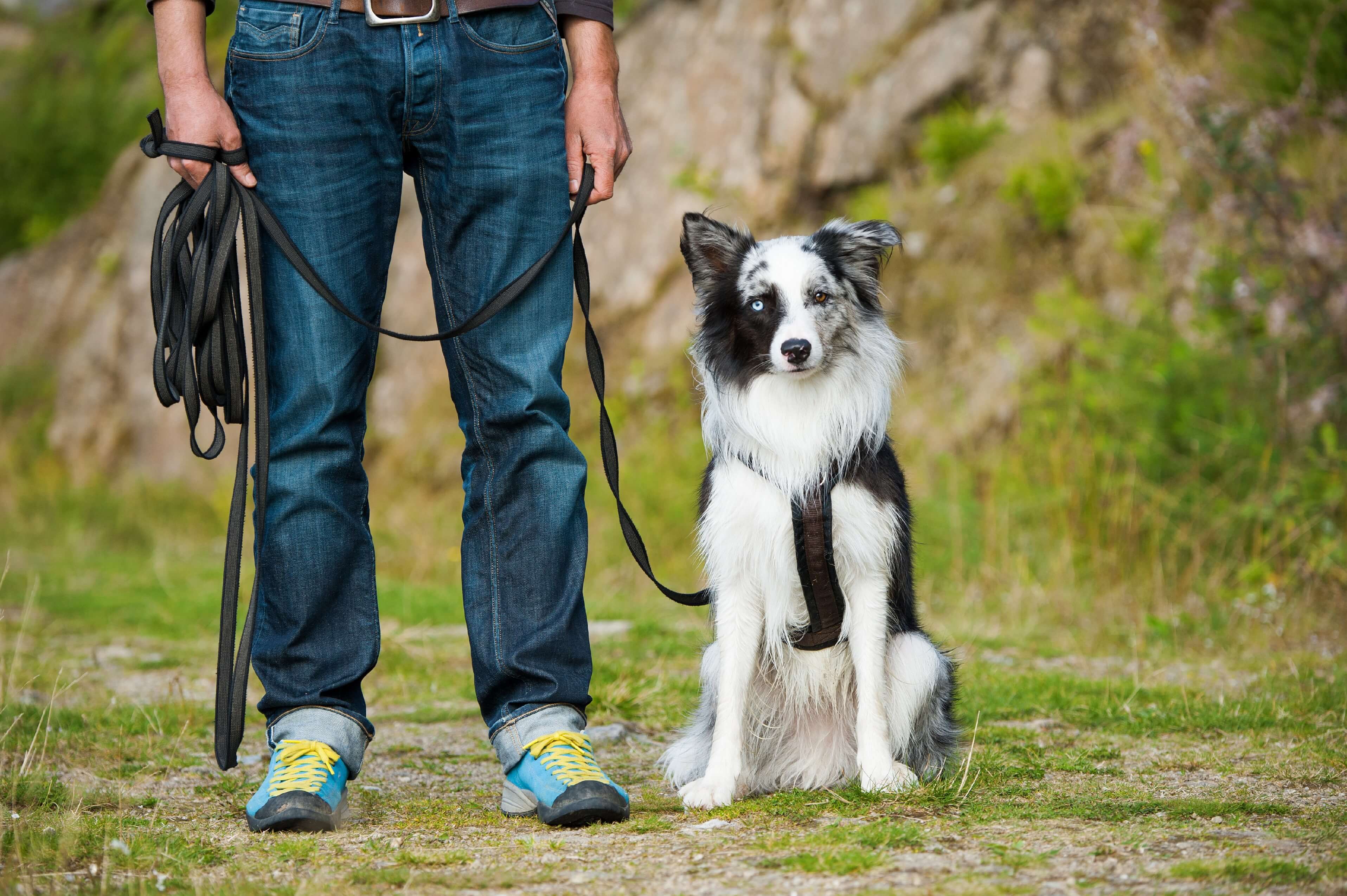 dog trainer school