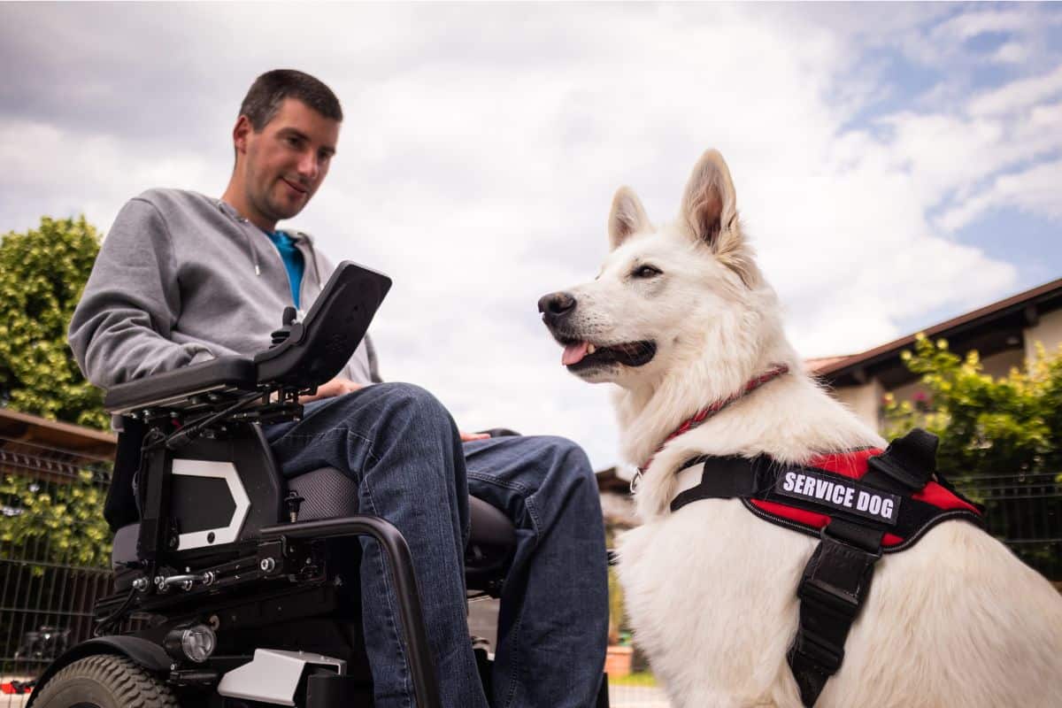 the difference between therapy animals and service animals
