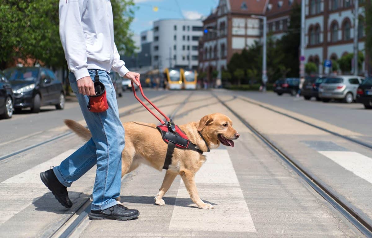 Assistance dog trainer discount