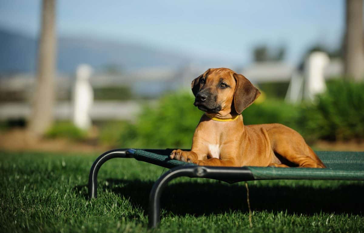 Station Training Cue, The Academy of Pet Careers