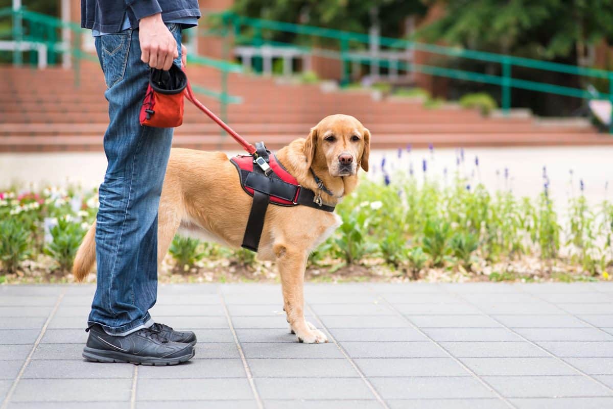 do service dogs have to walk