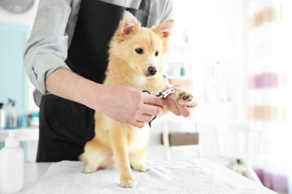 Fear of Nail Trims, The Academy of Pet Careers