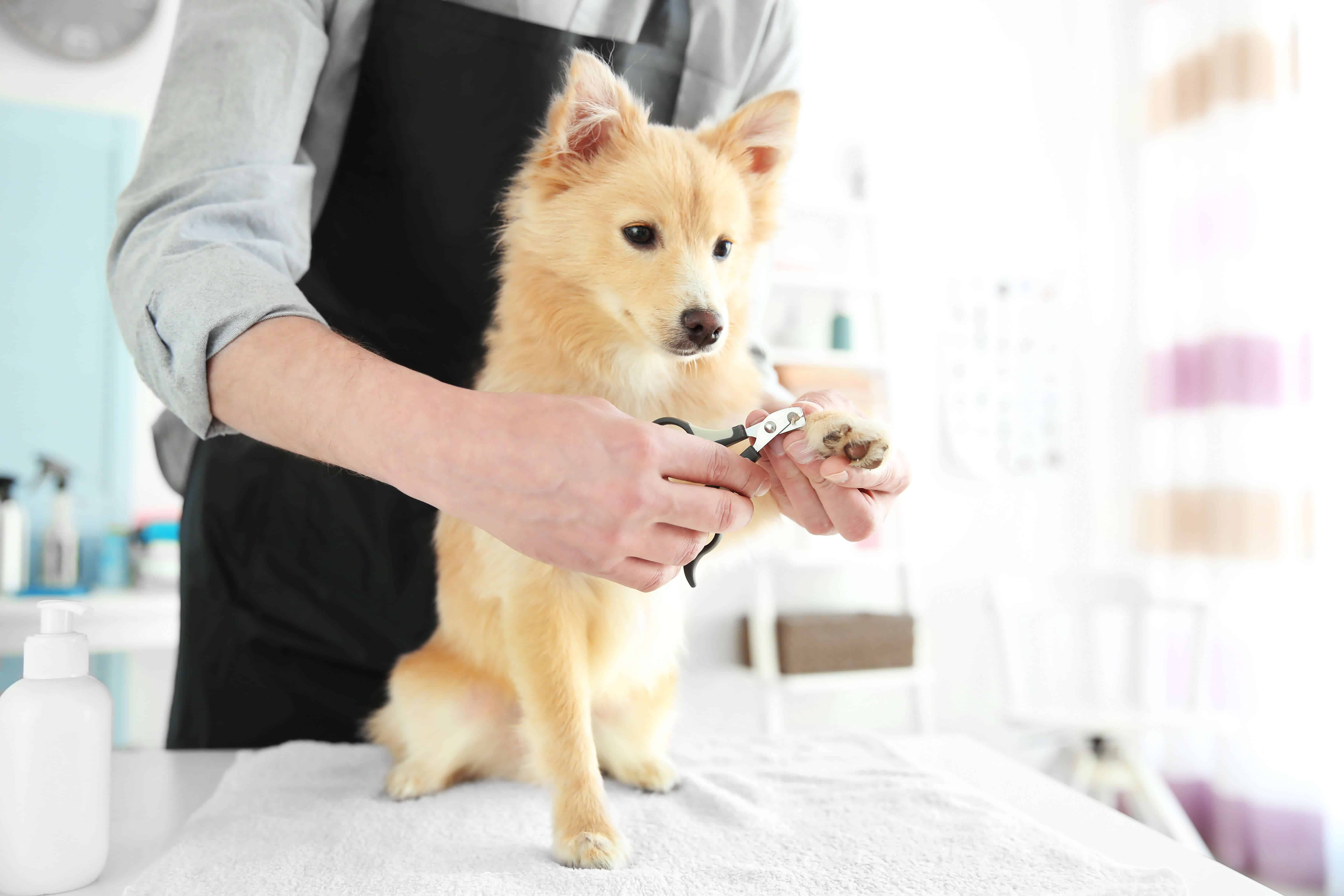 NEGLECTED DOG NAIL TRIMMING | Very satisfying paw pad trim down! - YouTube