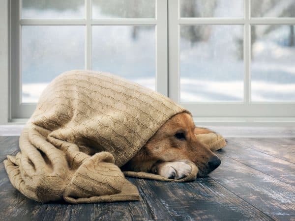 Snow Day Activities For Dogs, The Academy of Pet Careers