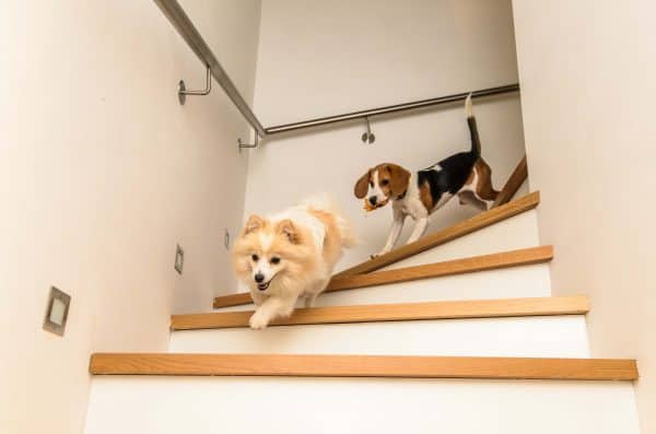 Stair Training, The Academy Of Pet Careers