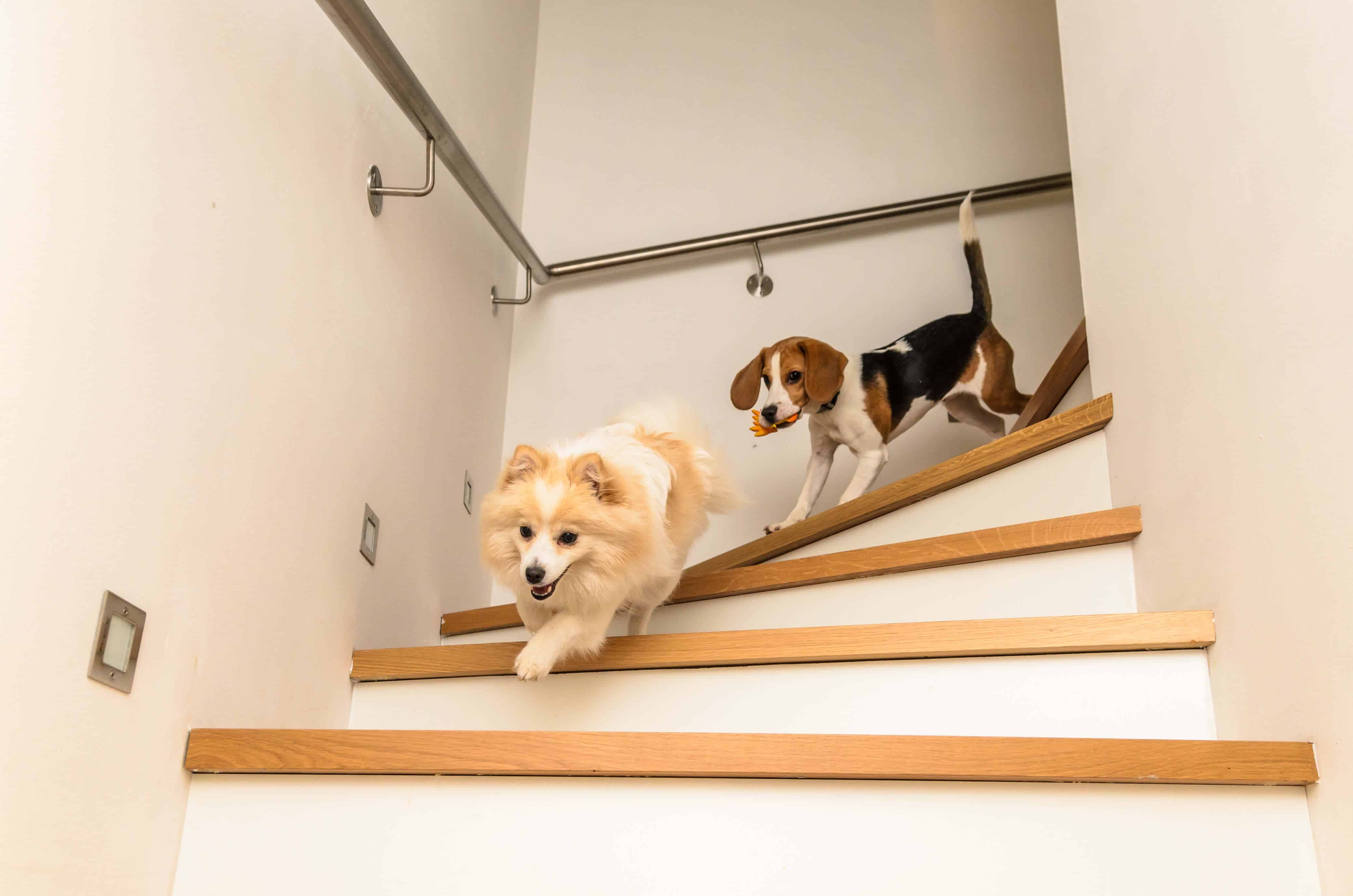 how do i teach my dog to use the stairs