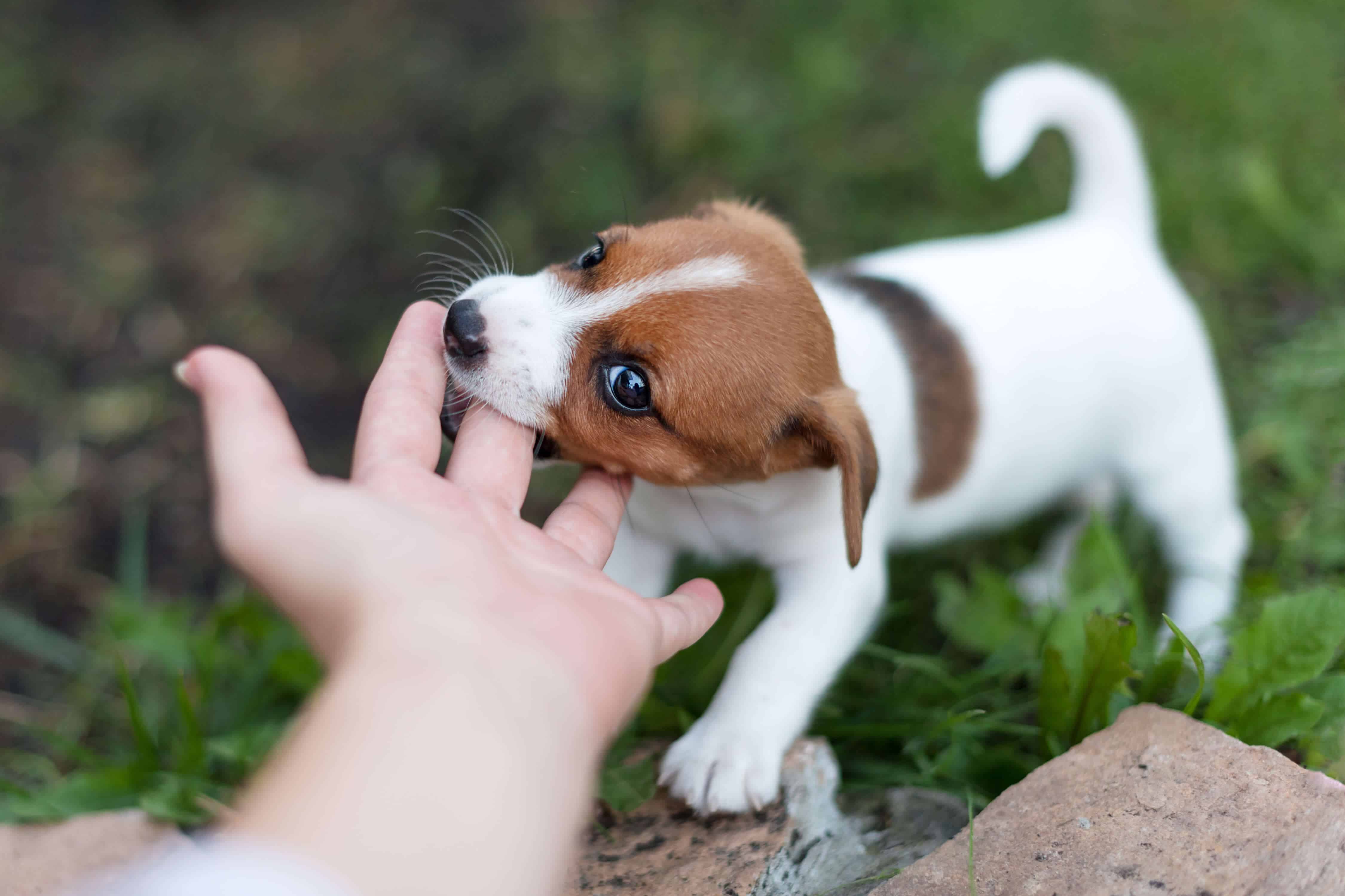 puppy mouthing