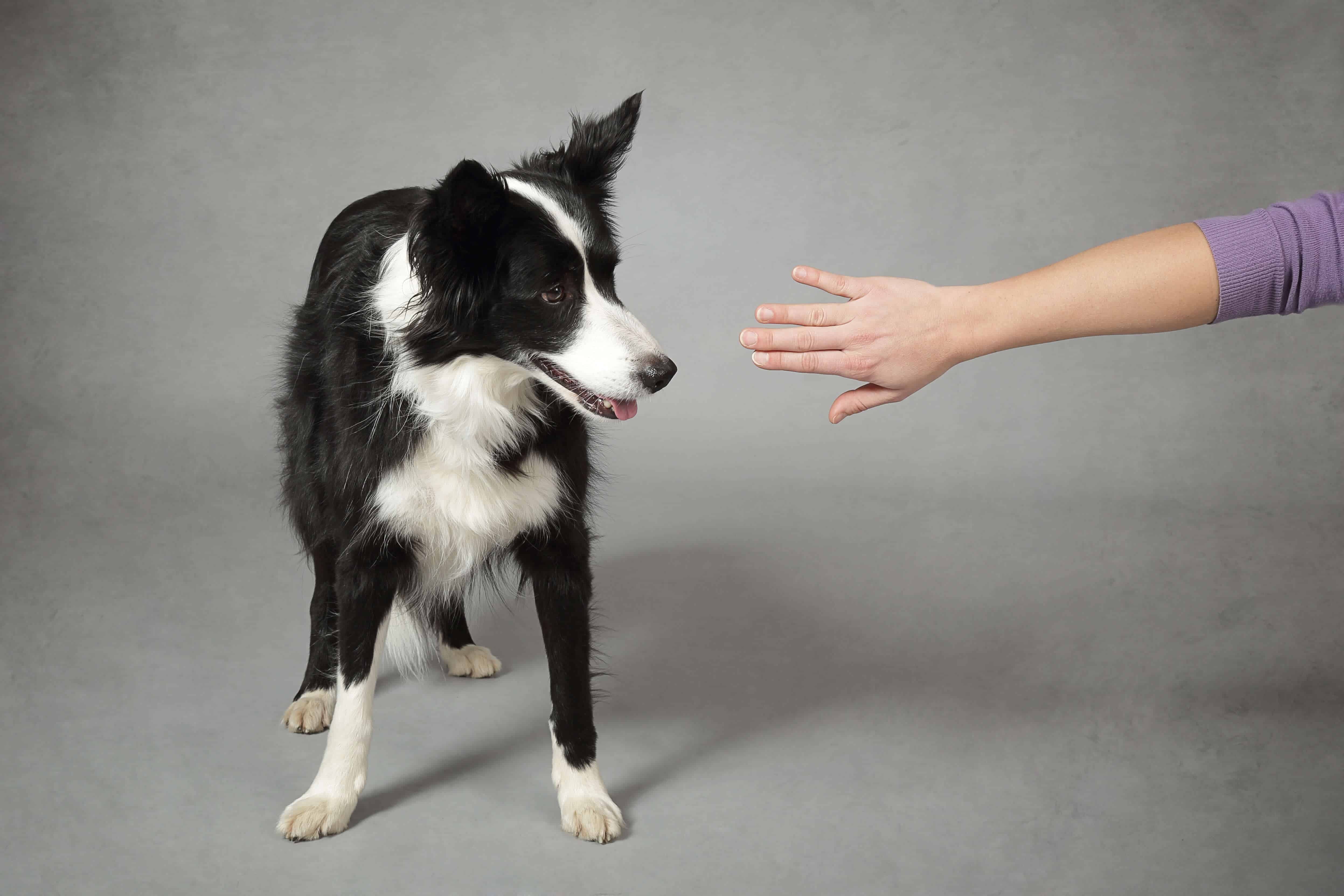 How To Teach Your Dog To How To Teach Your Dog To