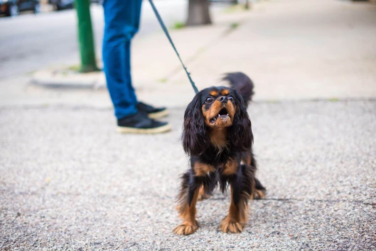 Leash Reactivity, The Academy of Pet Careers