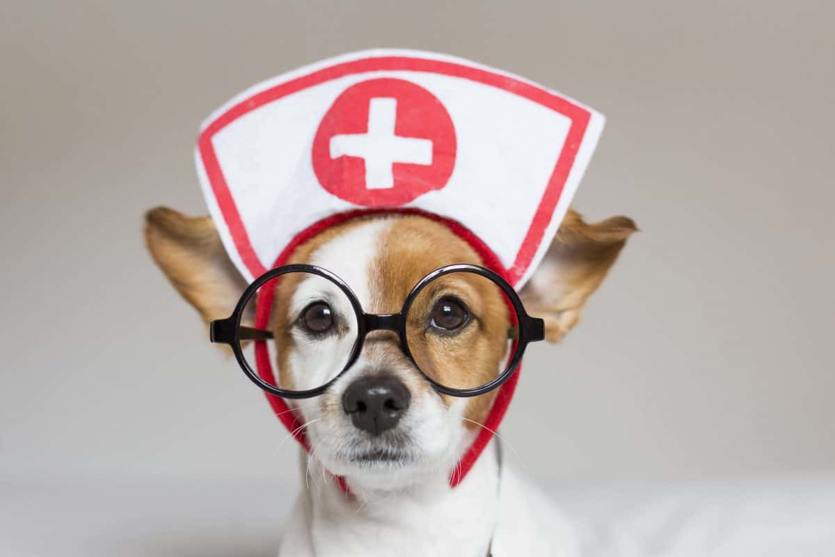 Pet CPR & First Aid, The Academy of Pet Careers
