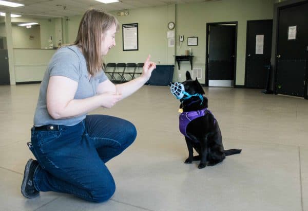 Dog Muzzle, The Academy of Pet Careers