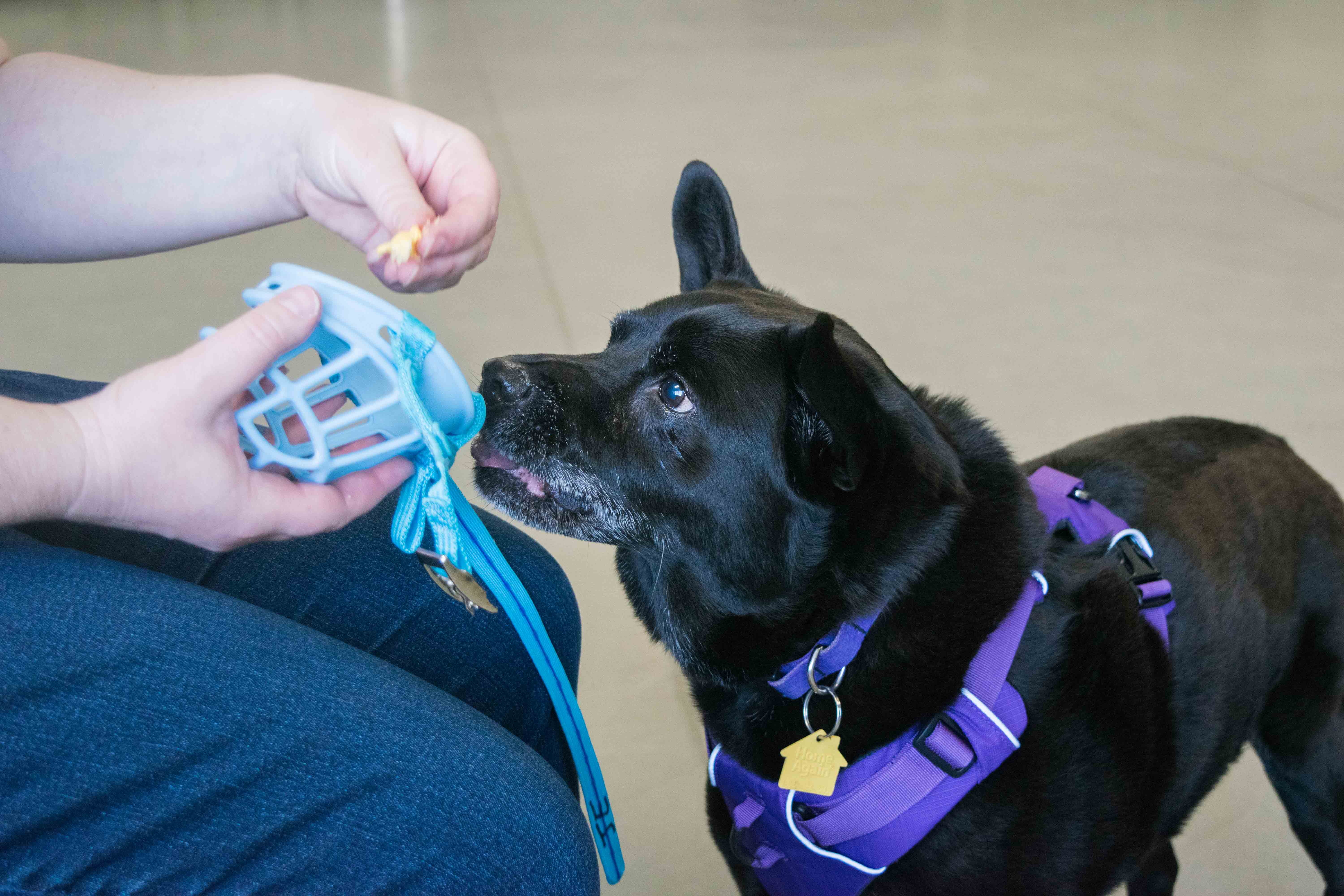 Muzzle Training 1, The Academy of Pet Careers