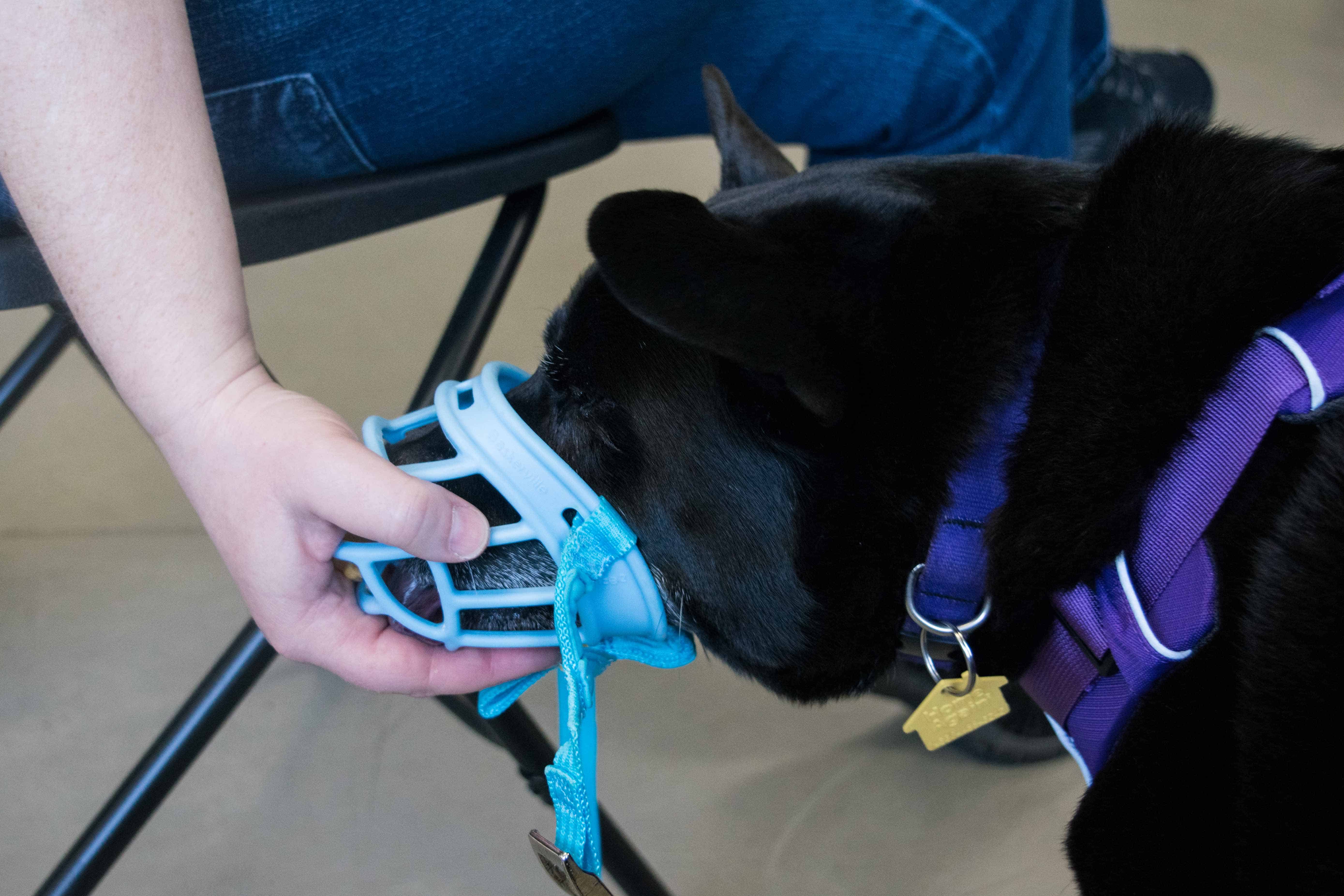 Muzzle Training 3, The Academy of Pet Careers Muzzle Training 3, The Academy of Pet Careers