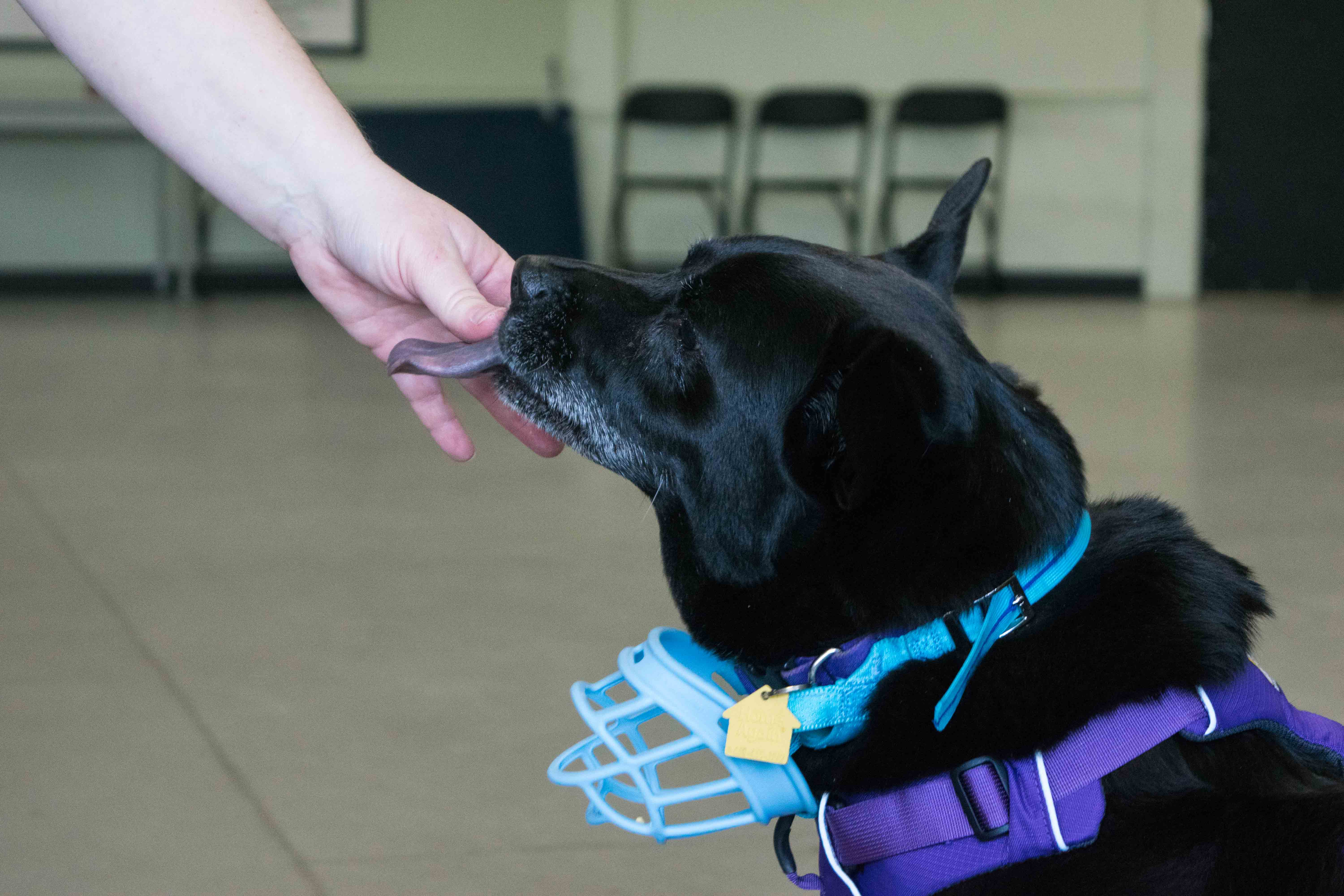 Muzzle Training 4, The Academy of Pet Careers