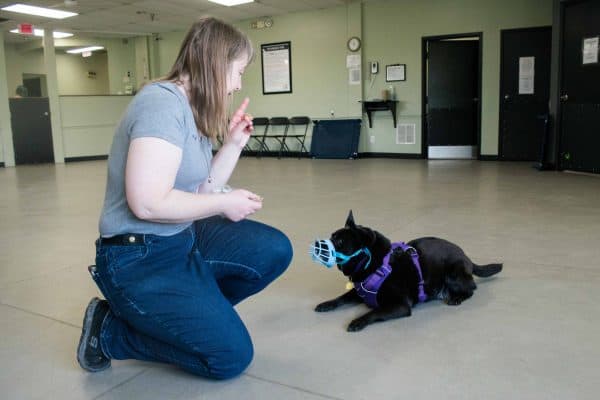Muzzle Training, The Academy of Pet Careers