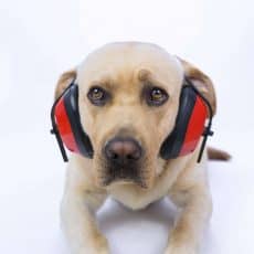Noise Phobia in Dogs