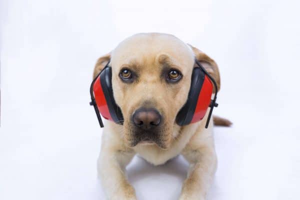Noise Phobia In Dogs, The Academy of Pet Careers