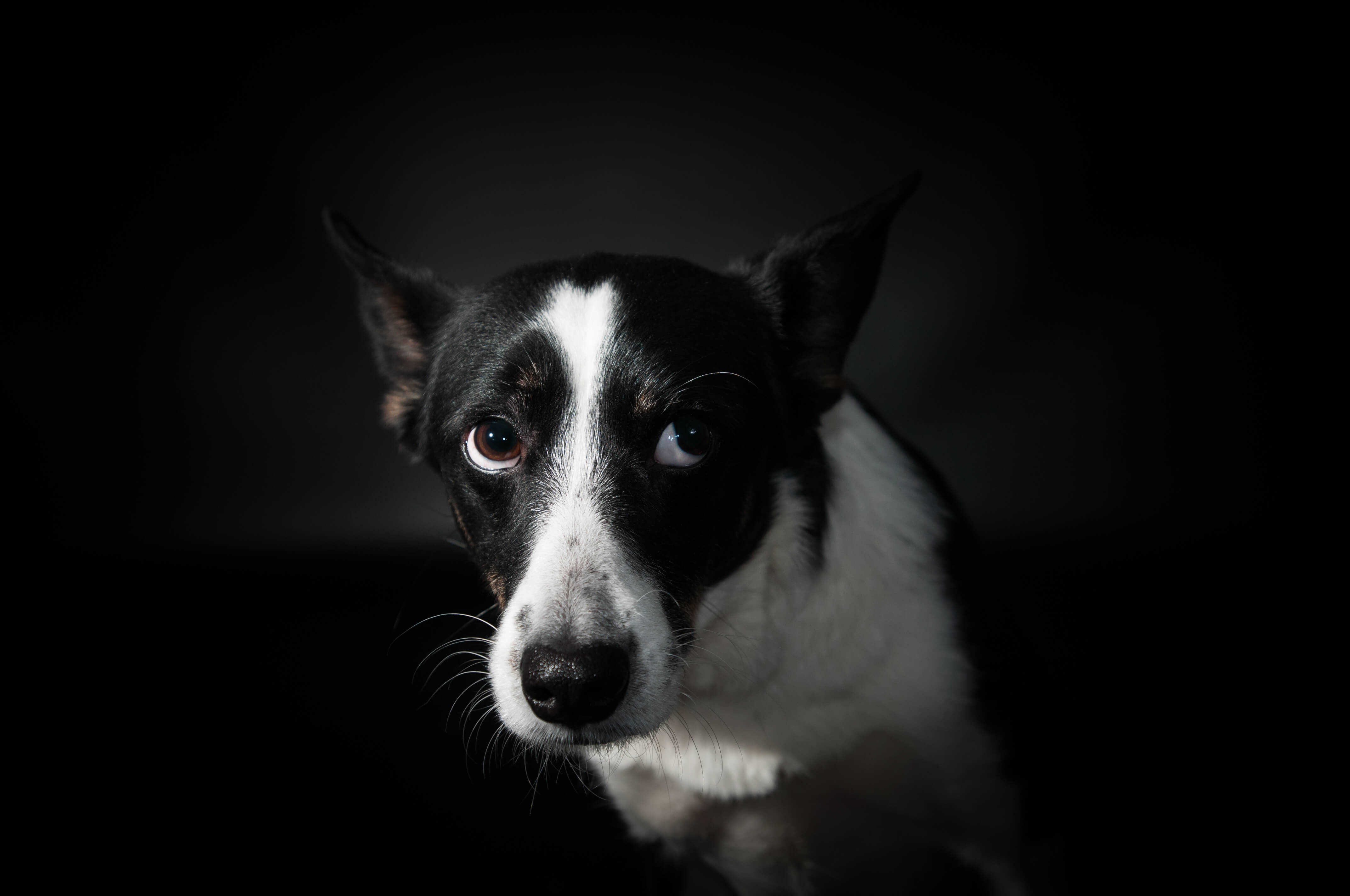 www.theacademyofpetcareers.com