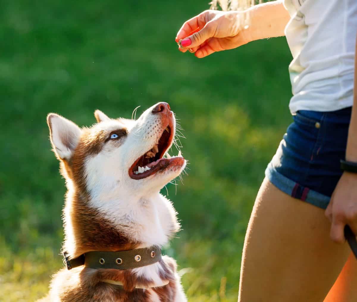 Girl Rewards Husky with Treat Using R+ Training Image, The Academy of Pet Careers
