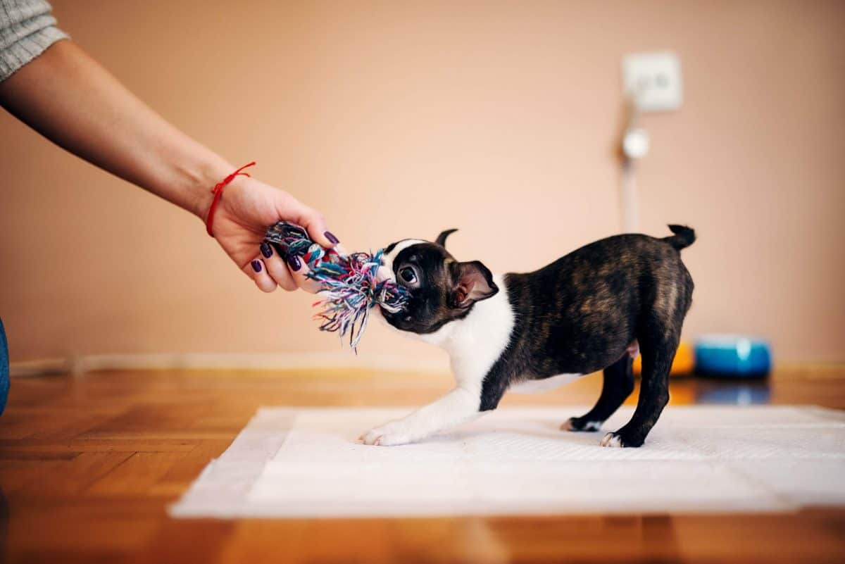 Tug Of War Image, The Academy of Pet Careers