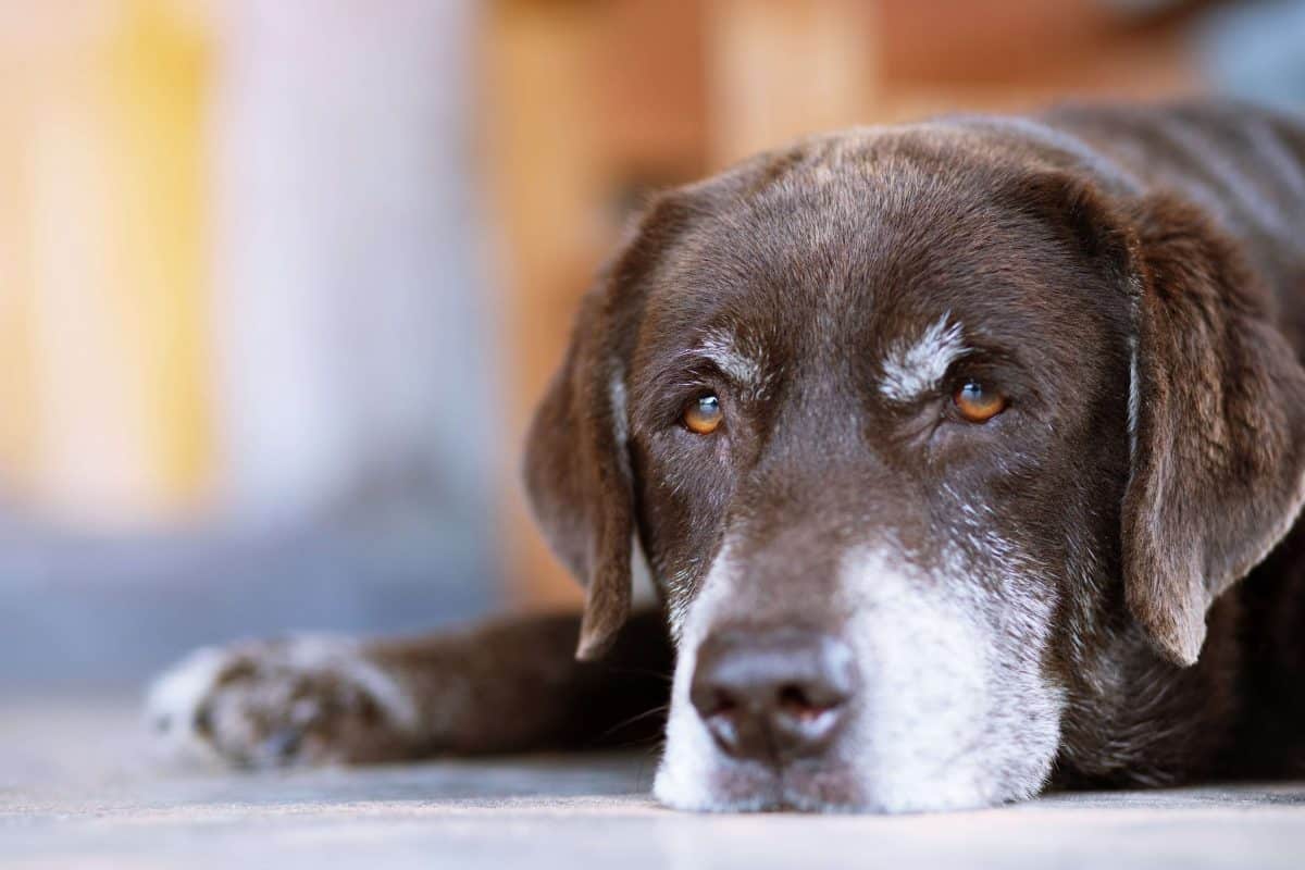 Is My Dog Too Old To Learn Image, The Academy of Pet Careers