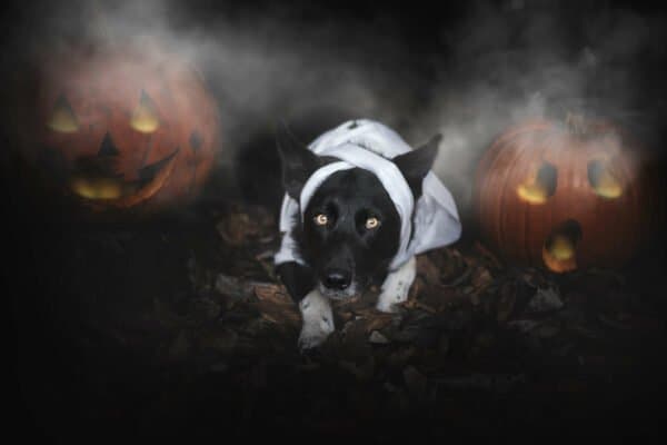 Halloween Can Be Scary For Dogs Image, The Academy of Pet Careers
