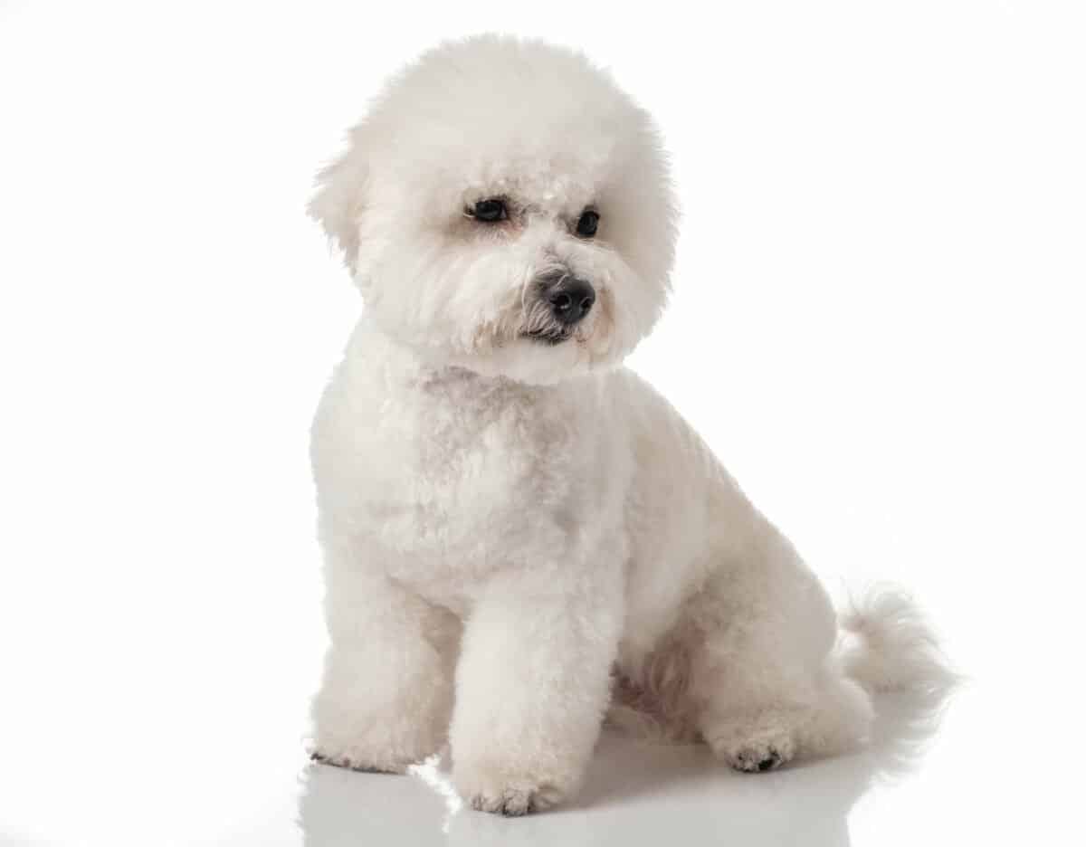 Dog demonstrating what an all over trim looks like in dog grooming