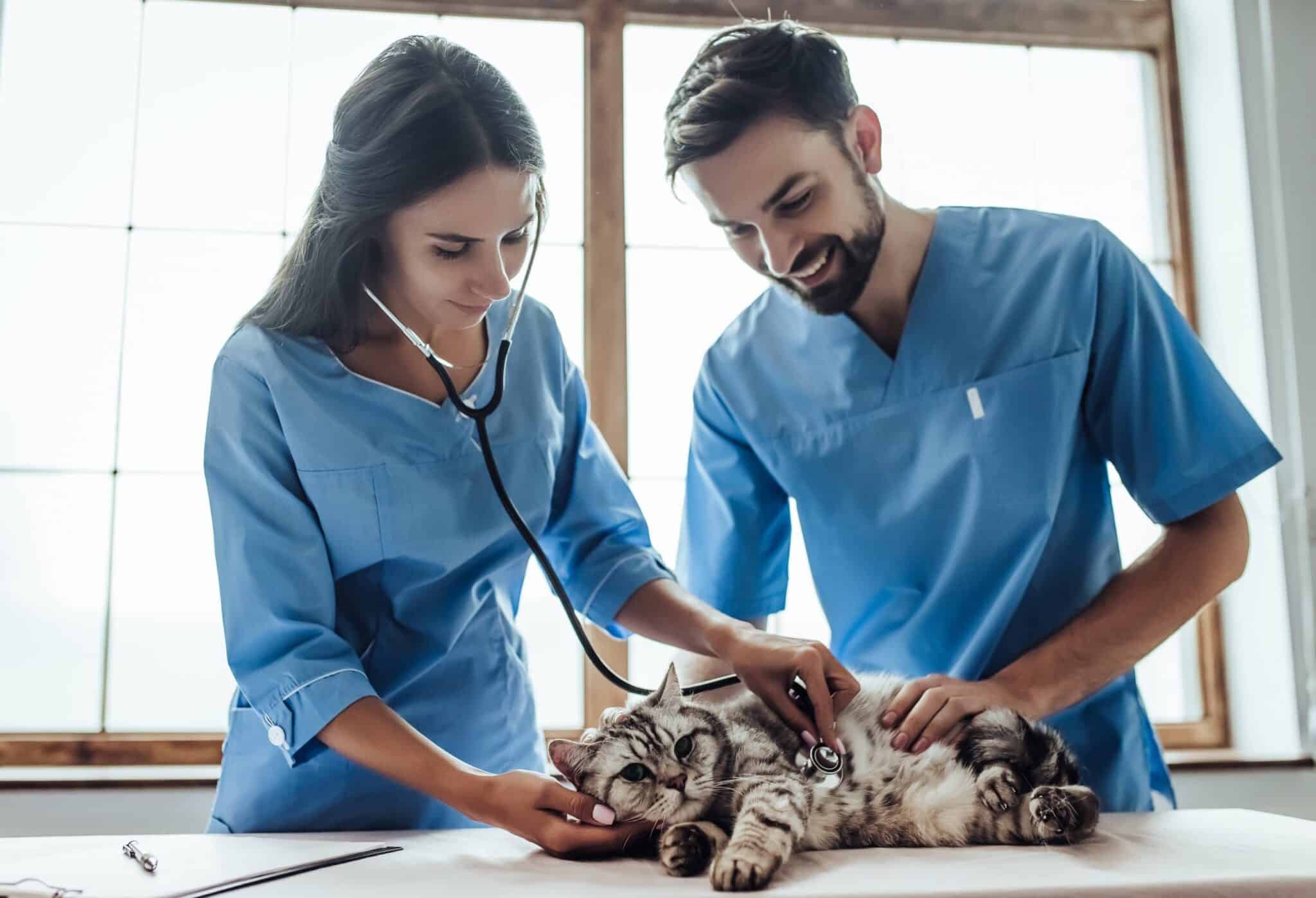 Vet assistant jobs in washington state