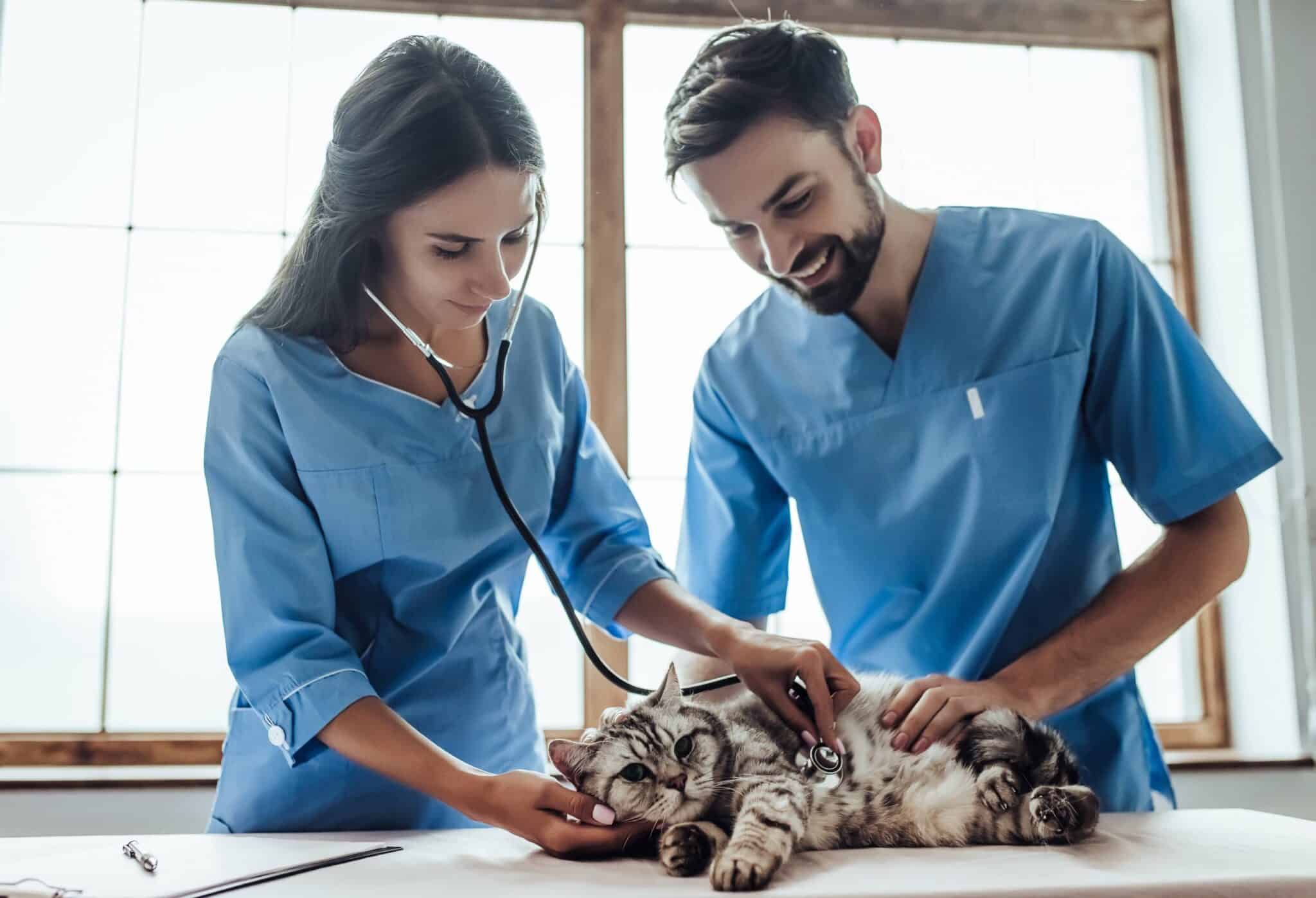 How To A Veterinary Assistant The Academy of Pet Careers