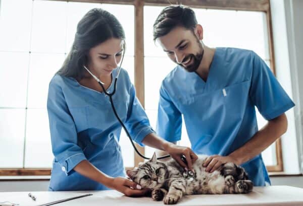 Two vet assistants checking the heart rate on a kitten