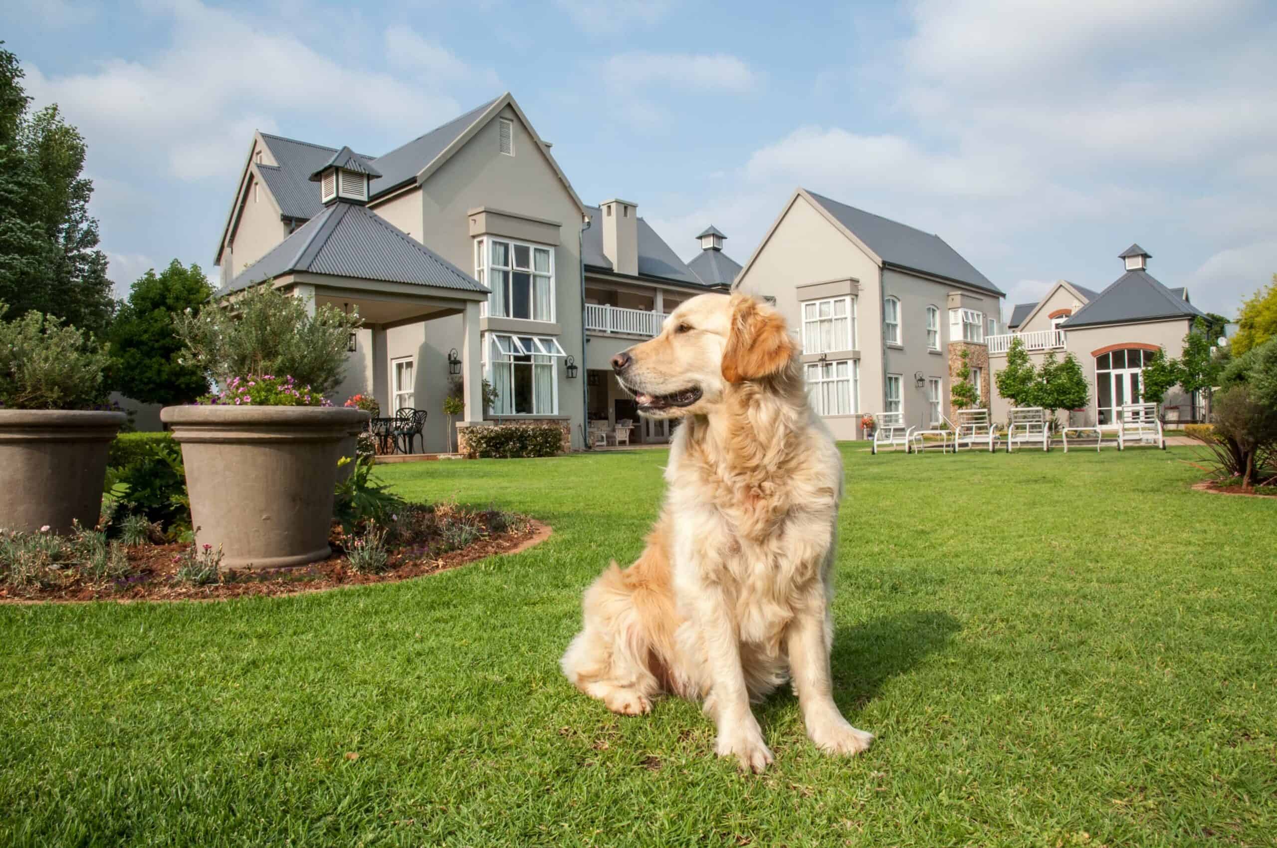 how old does a puppy have to be to use an invisible fence