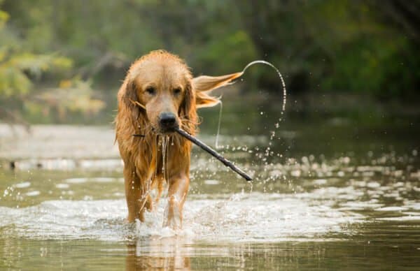 Dog with Leptospirosis playing in water