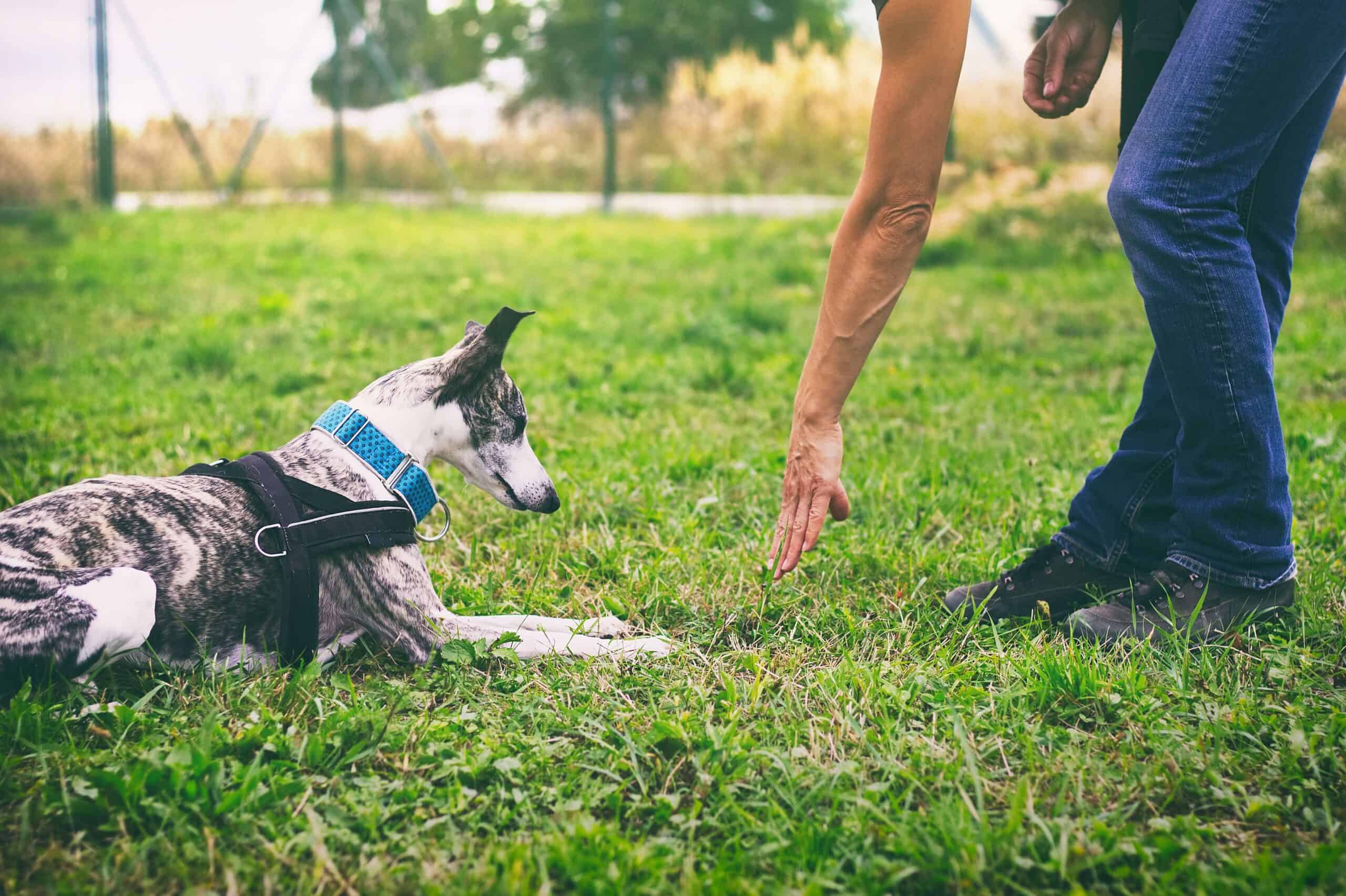 Dog Trainer Classes